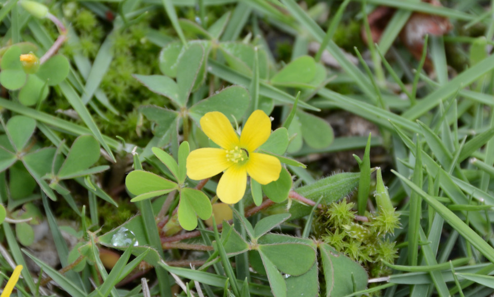 カタバミ Oxalis corniculata