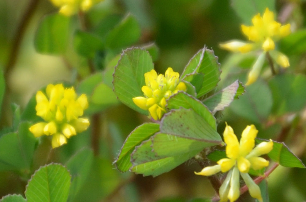 Trifolium dubium
コメツブツメクサ