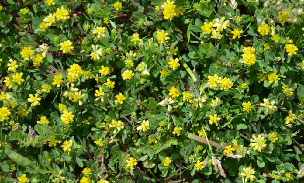 Trifolium Dubium
コメツブツメクサ