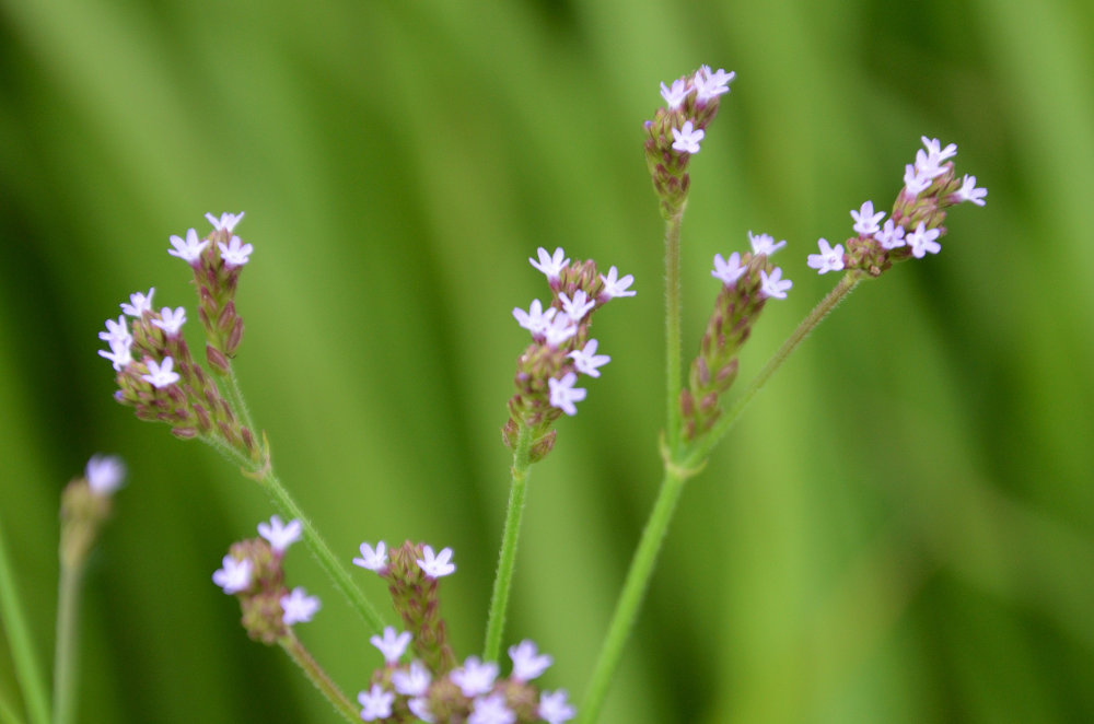 アレチハナガサ(荒地花笠)
Verbena brasiliensis