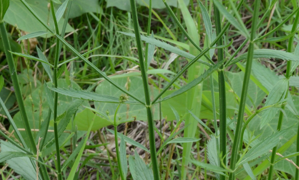 アレチハナガサ(荒地花笠)
Verbena brasiliensis