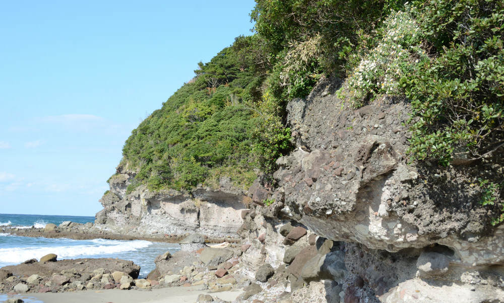 岩場から垂れ下がるサツマノギク