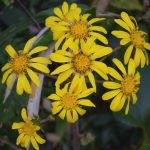 ツワブキの花