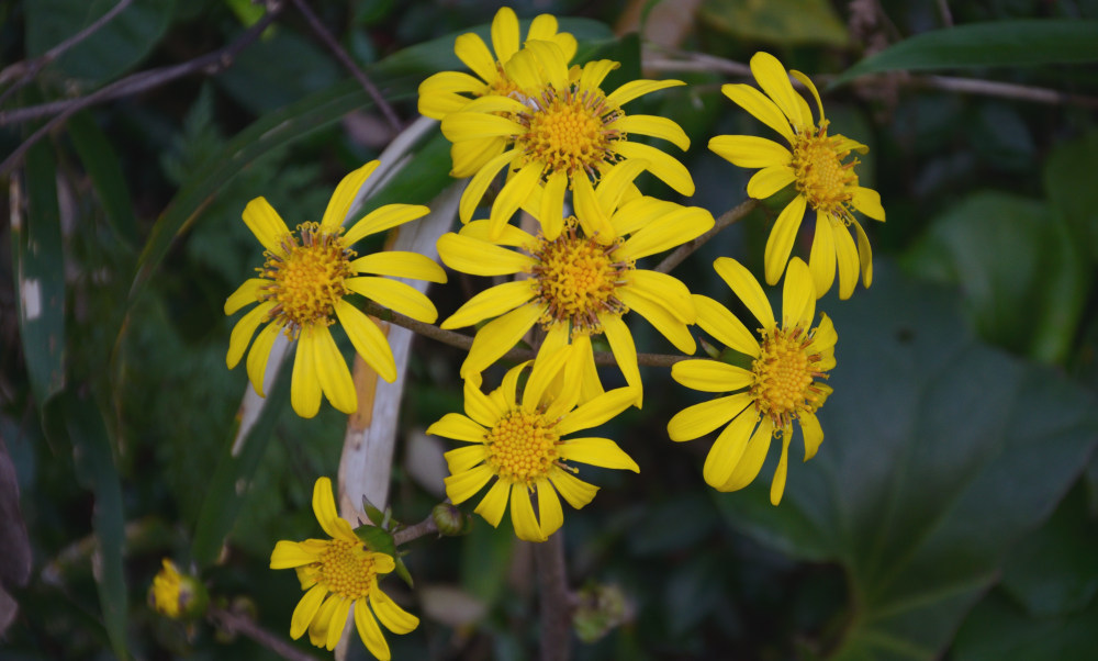 ツワブキの花