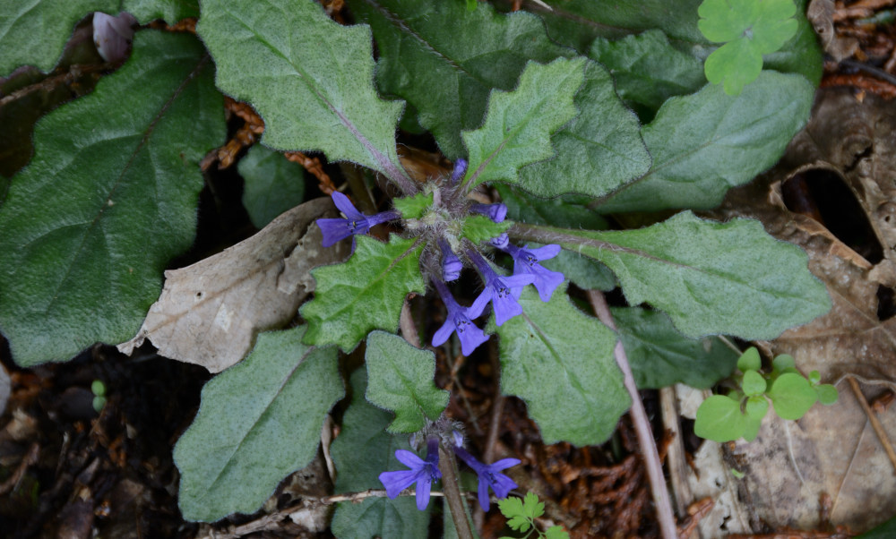 キランソウ
Ajuga decumbens