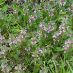 オドリコソウ Lamium album var. barbatum
