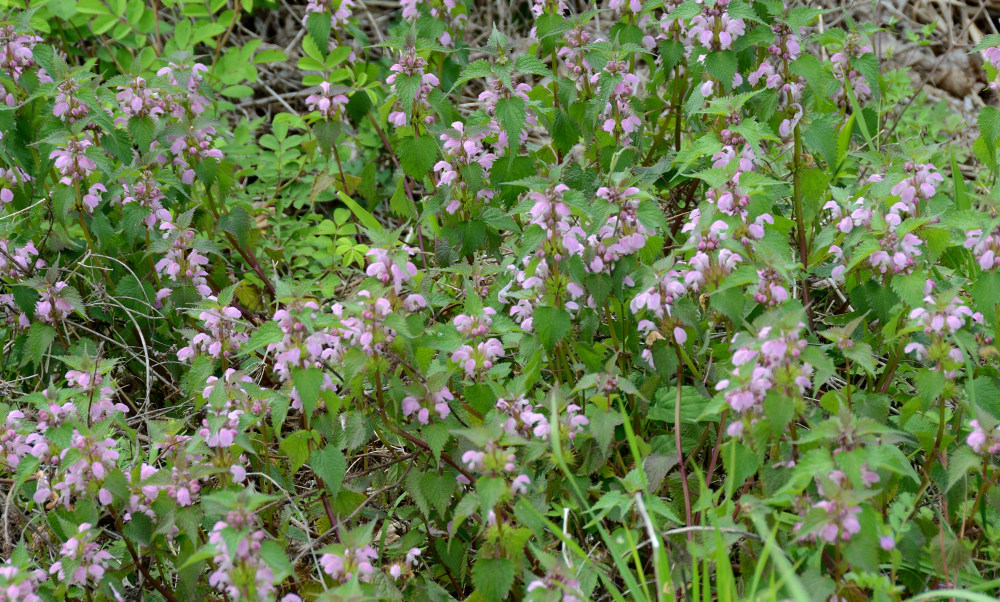オドリコソウ
Lamium album var. barbatum