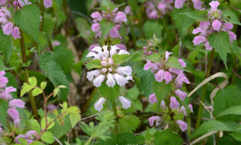 オドリコソウ
Lamium album var. barbatum
