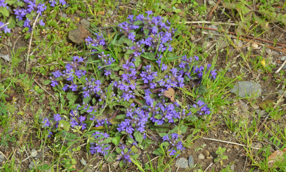キランソウ
Ajuga decumbens