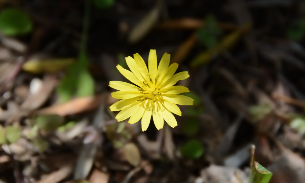ジシバリ
Ixeris stolonifera