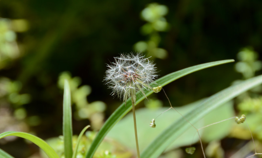 ジシバリ
Ixeris stolonifera