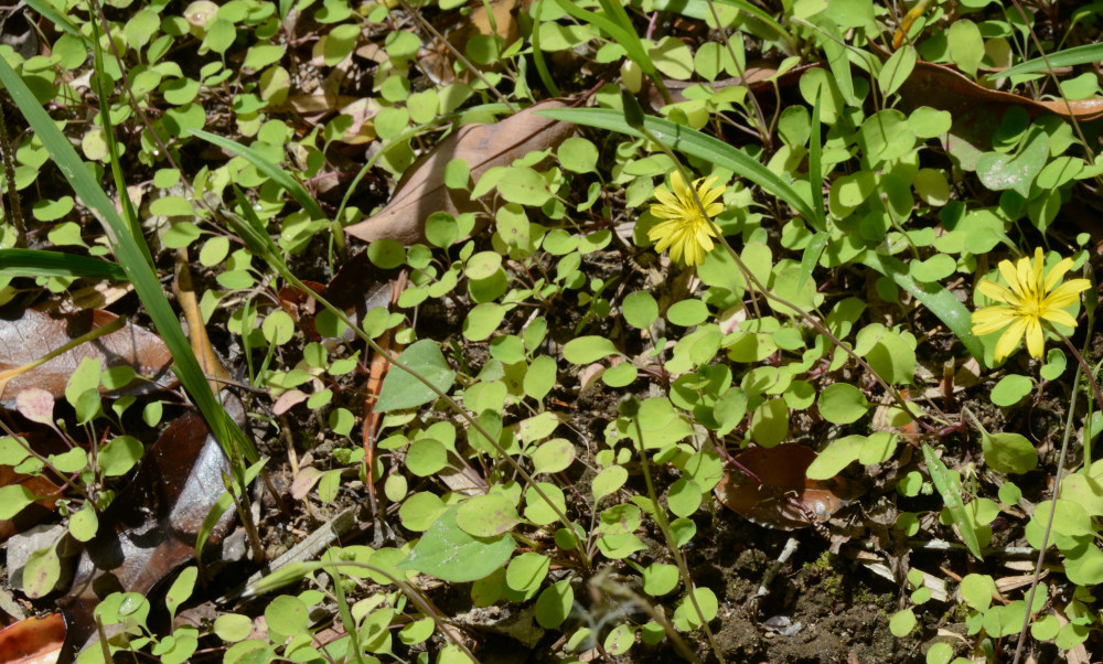 ジシバリ
Ixeris stolonifera