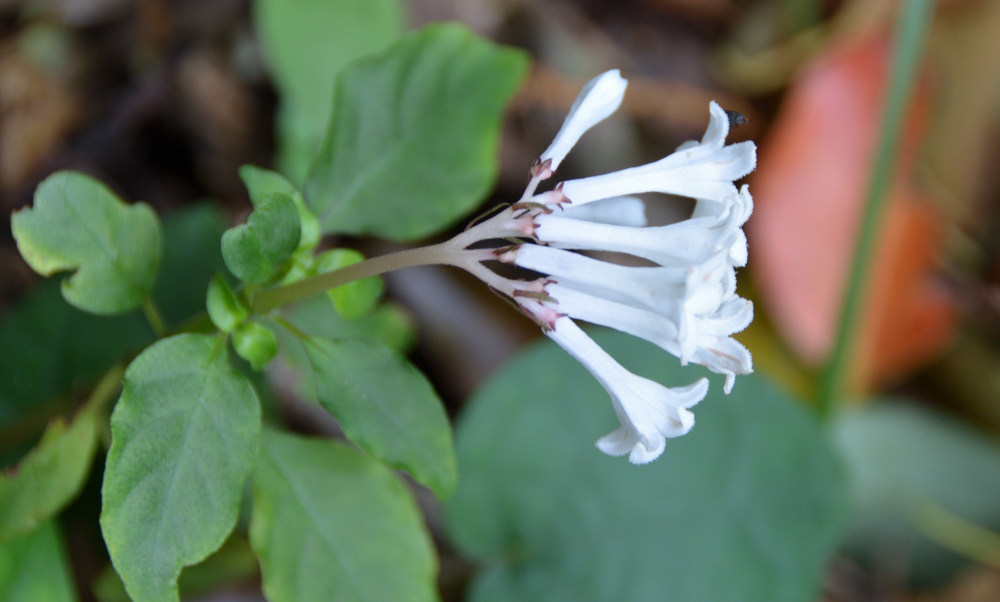 Ophiorrhiza japonica
イナモリソウ