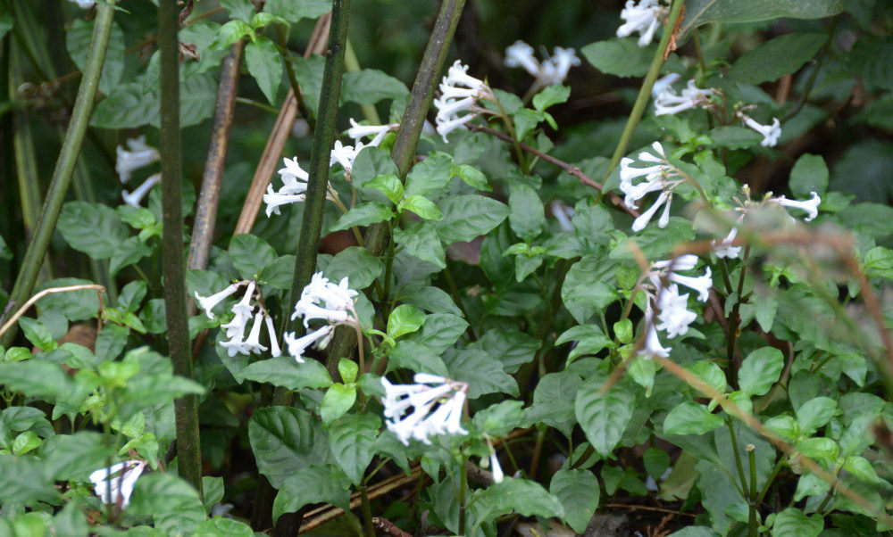Ophiorrhiza japonica
イナモリソウ