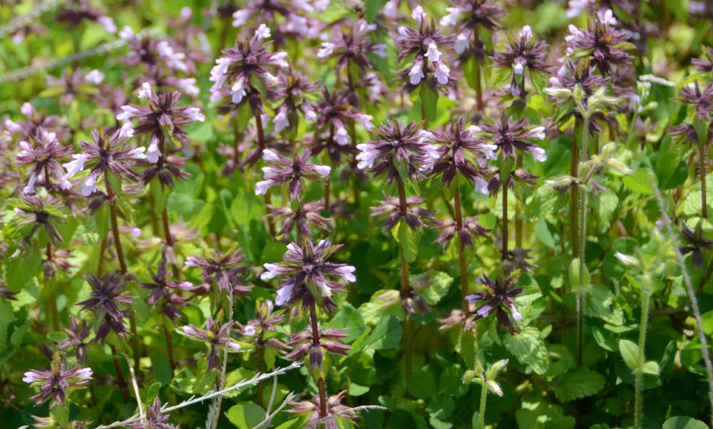 Clinopodium gracile (Benth.) O.Kuntze
トウバナ