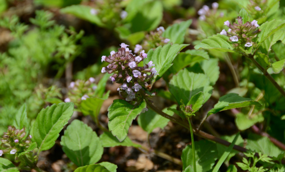 Clinopodium gracile (Benth.) O.Kuntze トウバナ