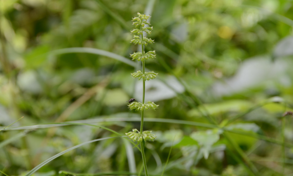 Clinopodium gracile (Benth.) O.Kuntze
トウバナ