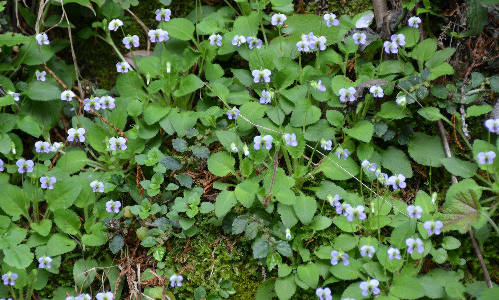 Viola diffusa Ging.
ツクシスミレ(筑紫菫)