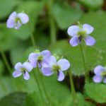 Viola diffusa Ging. ツクシスミレ（筑紫菫）