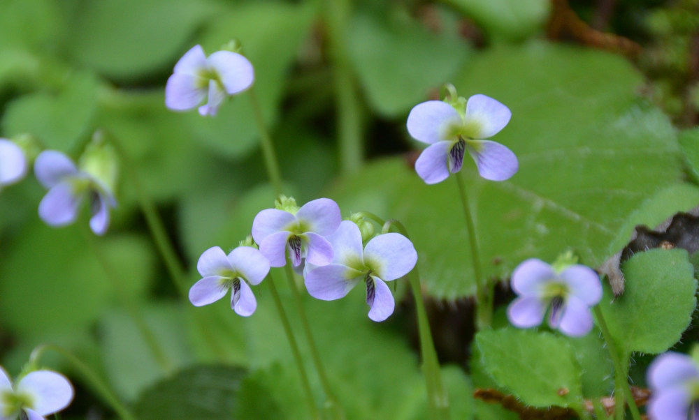 Viola diffusa Ging.
ツクシスミレ(筑紫菫)