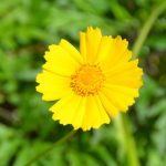Coreopsis lanceolata オオキンケイギク