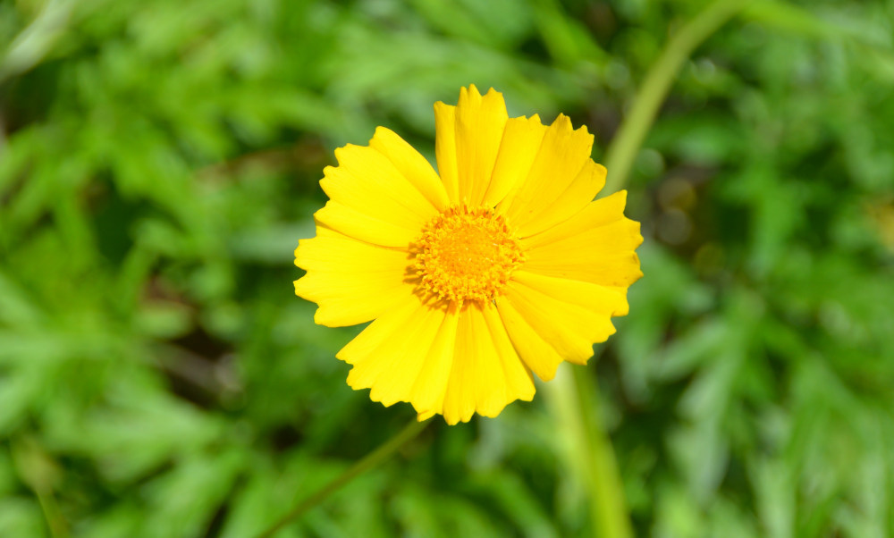 Coreopsis lanceolata
オオキンケイギク