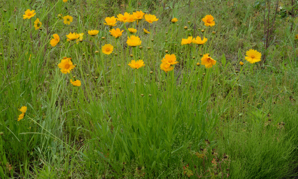 Coreopsis lanceolata オオキンケイギク