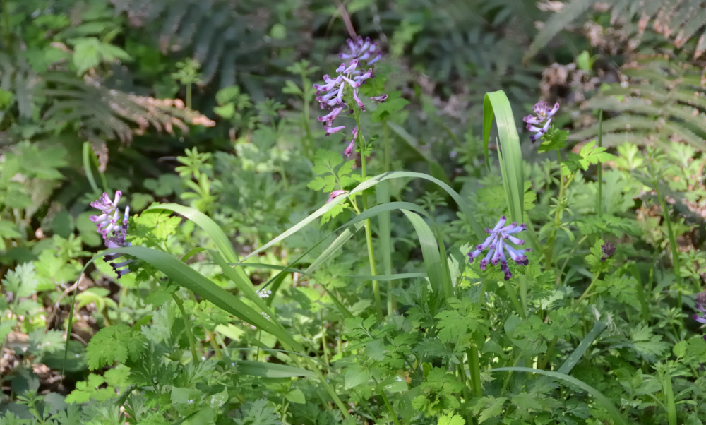 Corydalis incisa ムラサキケマン