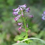 Corydalis incisa ムラサキケマン