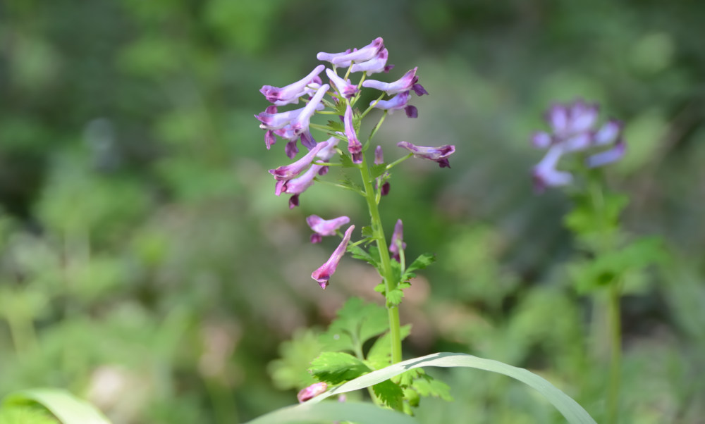 Corydalis incisa
ムラサキケマン