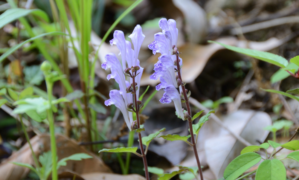 コバノタツナミ(小葉の立浪)Scutellaria indica L. var. parvifolia(Makino) Makino