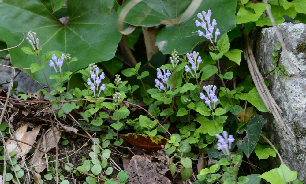 コバノタツナミ(小葉の立浪)Scutellaria indica L. var. parvifolia(Makino) Makino
