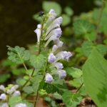 コバノタツナミ(小葉の立浪)Scutellaria indica L. var. parvifolia(Makino) Makino