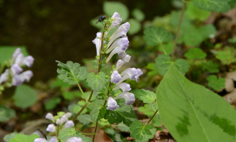 コバノタツナミ(小葉の立浪)Scutellaria indica L. var. parvifolia(Makino) Makino