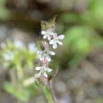 シロバナマンテマ Silene gallica var. gallica