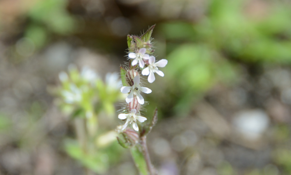 シロバナマンテマ Silene gallica var. gallica