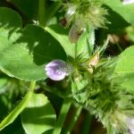 Justicia procumbens var. procumbens キツネノマゴ
