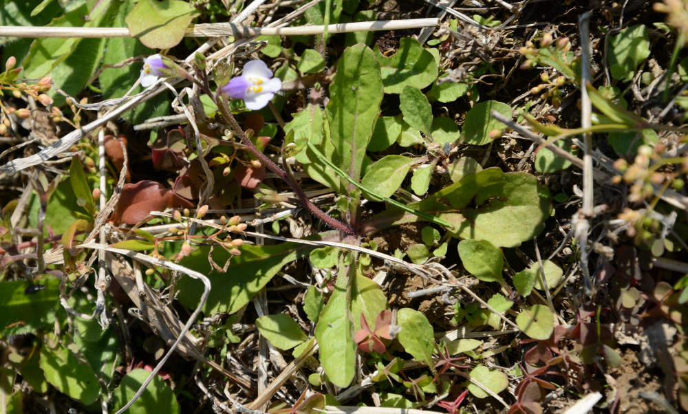 トキワハゼ Mazus pumilus (Burm.f.) Steenis