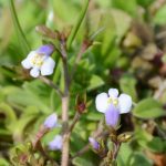 トキワハゼ Mazus pumilus (Burm.f.) Steenis