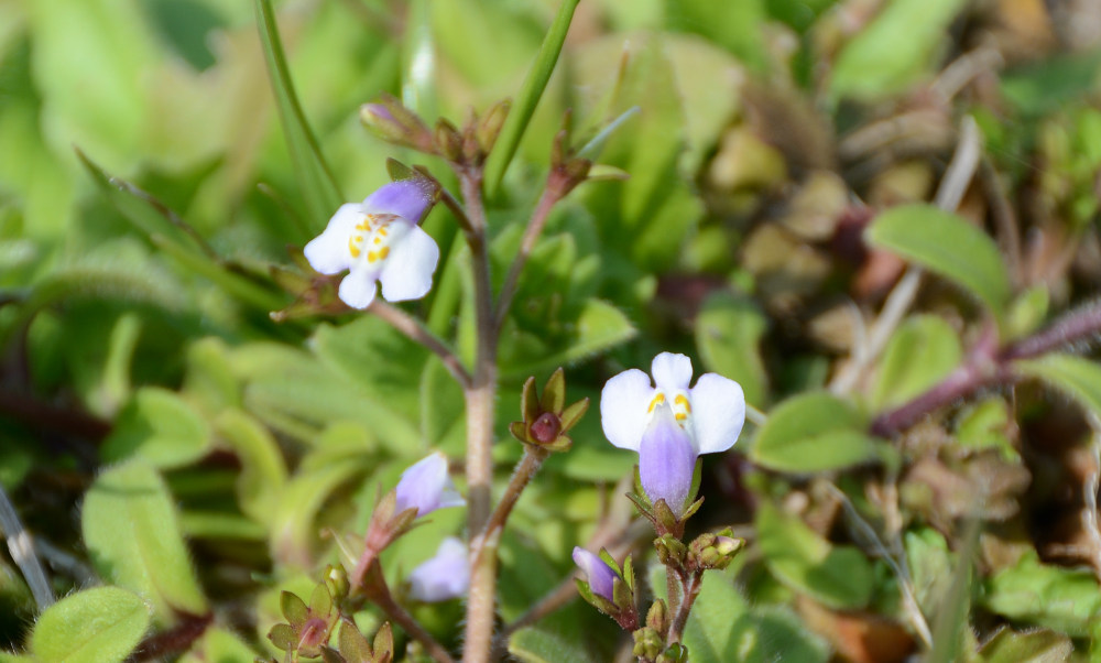トキワハゼ
Mazus pumilus (Burm.f.) Steenis