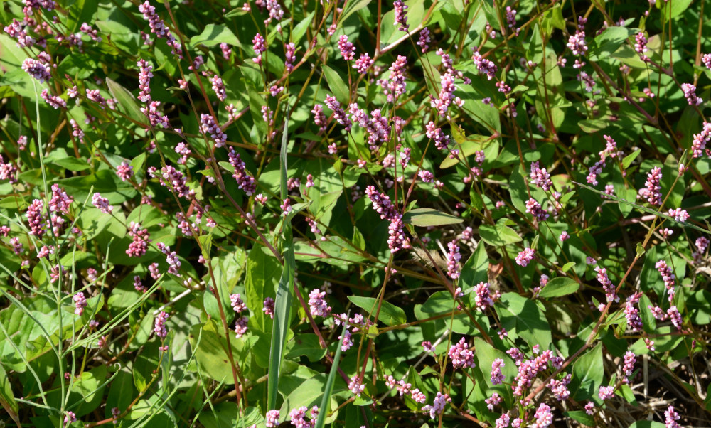 Persicaria-longiseta イヌタデ(犬蓼)