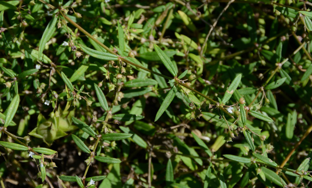 フタバムグラ Oldenlandia brachypoda