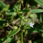 フタバムグラ Oldenlandia brachypoda