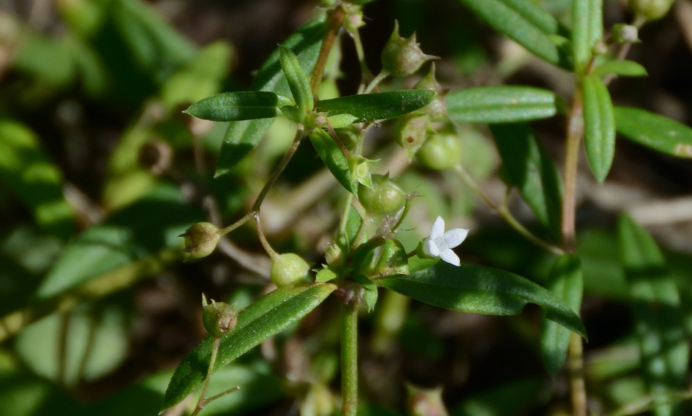 フタバムグラ Oldenlandia brachypoda